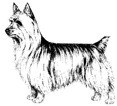 Silky Terrier Club of America